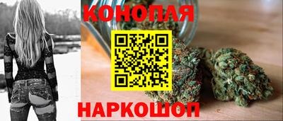 крисы Шебекино