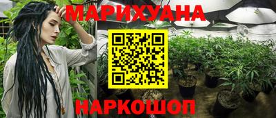 крисы Шебекино